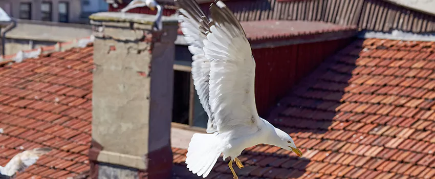 Residential Chimney Animal Removal Solution in Dyersburg, TN