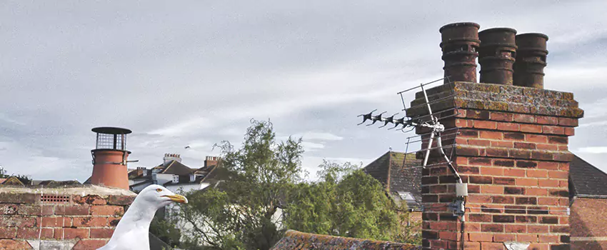Chimney Cleaning And Restoration in Dyersburg, Tennessee